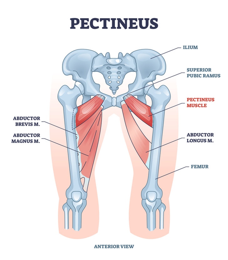 pectineus muscles
