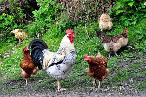 pasture raised hens