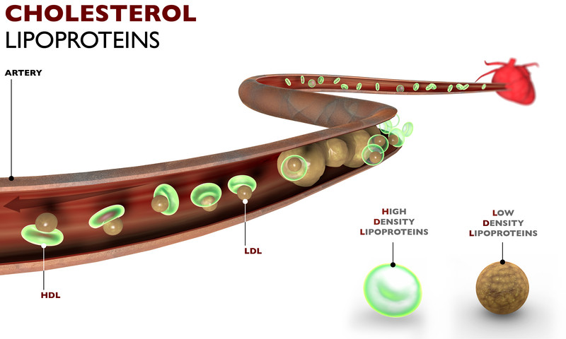 Cholesterol, fat formation, artery, heart. HDL are lipoproteins