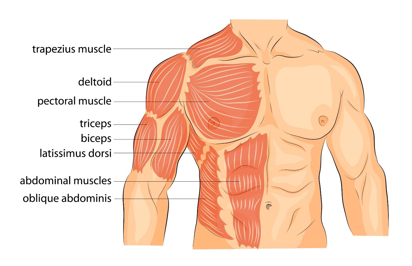 What Muscles Do Push-Ups Work?